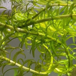 May include: Close-up of a bunch of green aquatic plants with long, thin leaves. The plants are growing in a clear container of water.