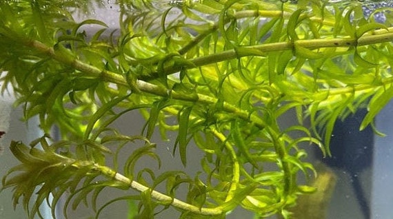 Live Cutting Anacharis Elodea Densa Floating Plant Bio Filter - Etsy