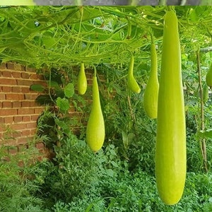 10 seeds Long Bottle Gourd Bâu Trái Dài