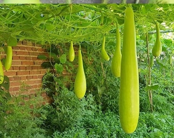 10 seeds Long Bottle Gourd Bâu Trái Dài