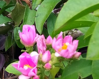 Buy Live Cutting Rose Cactus Pereskia Grandifolia Online in India - Etsy