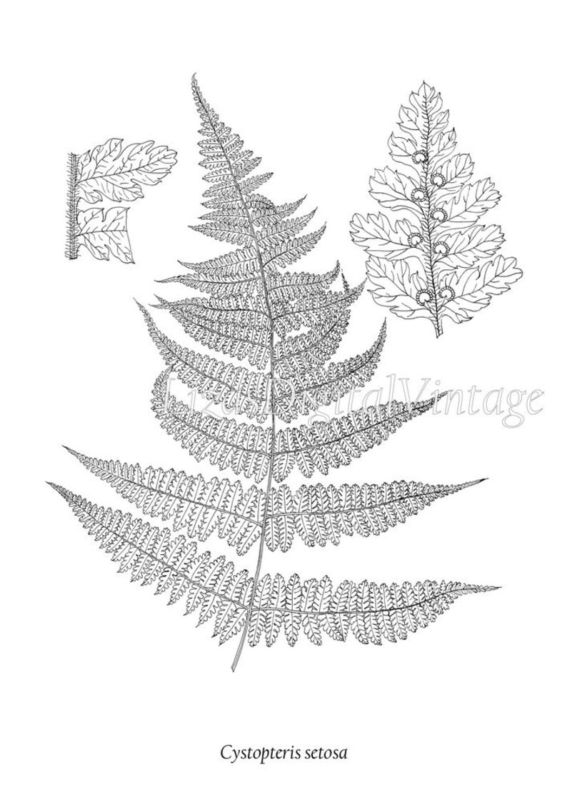 Fern print set Black and white prints Printable wall art | Etsy