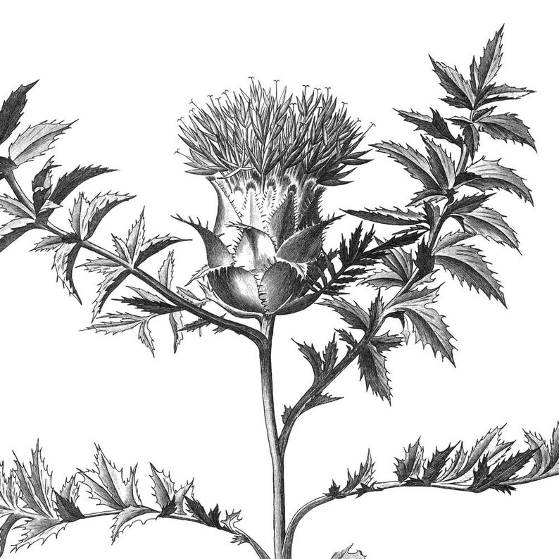 Чертополох рисунок графика