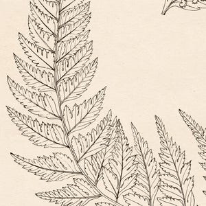 Fern print Printable fern image Botanical illustration Fern | Etsy