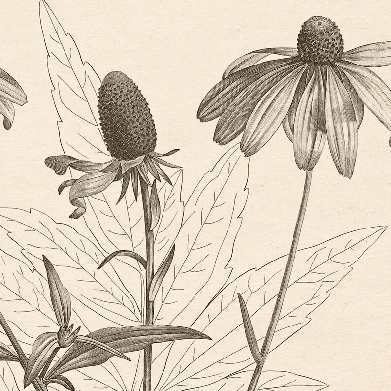 Flower Print Flower Art Printable Botanical Print Etsy