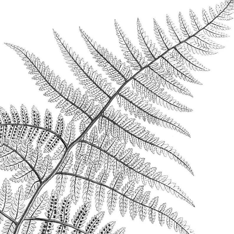 Vintage fern illustration Set of fern prints Black and white | Etsy