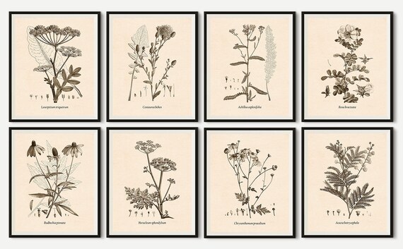 Print Set Botanical Of 8 Prints Wall Art - Botanical Wall Art Sets Print Set Botanical Of 8 Prints Wall Art - Botanical Wall Art Sets