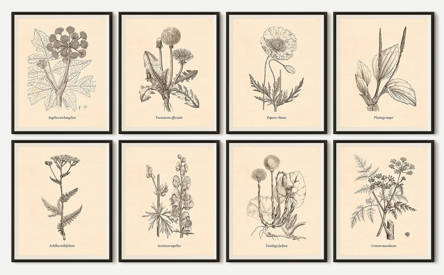 Set of 8 prints Botanical prints Wall art print set Wall Etsy