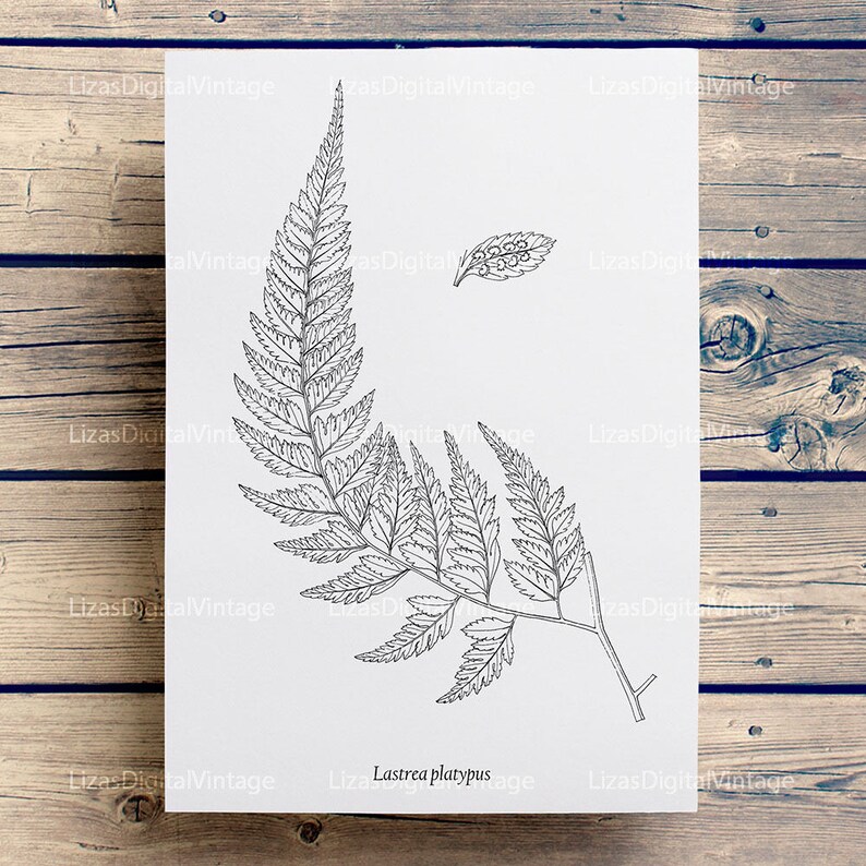 Fern print Printable fern image Botanical illustration Fern | Etsy