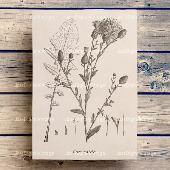Cornflower Floral wall art Antique prints Botanical print Etsy