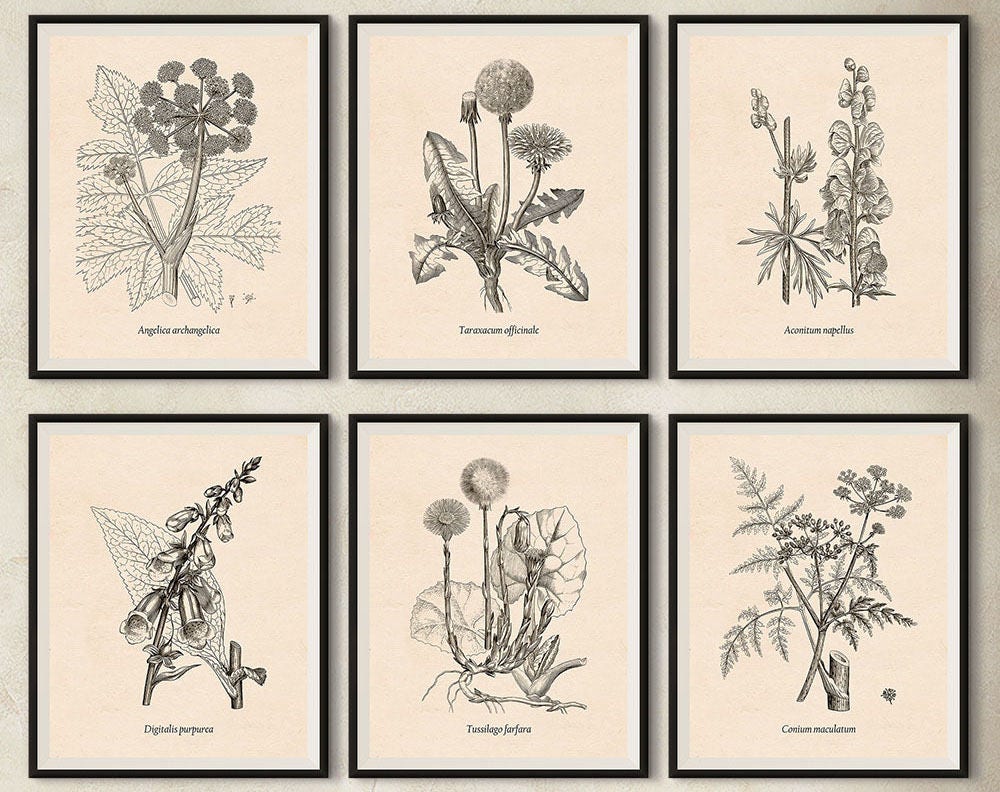 Instant download printable art Set of 6 vintage botanical | Etsy