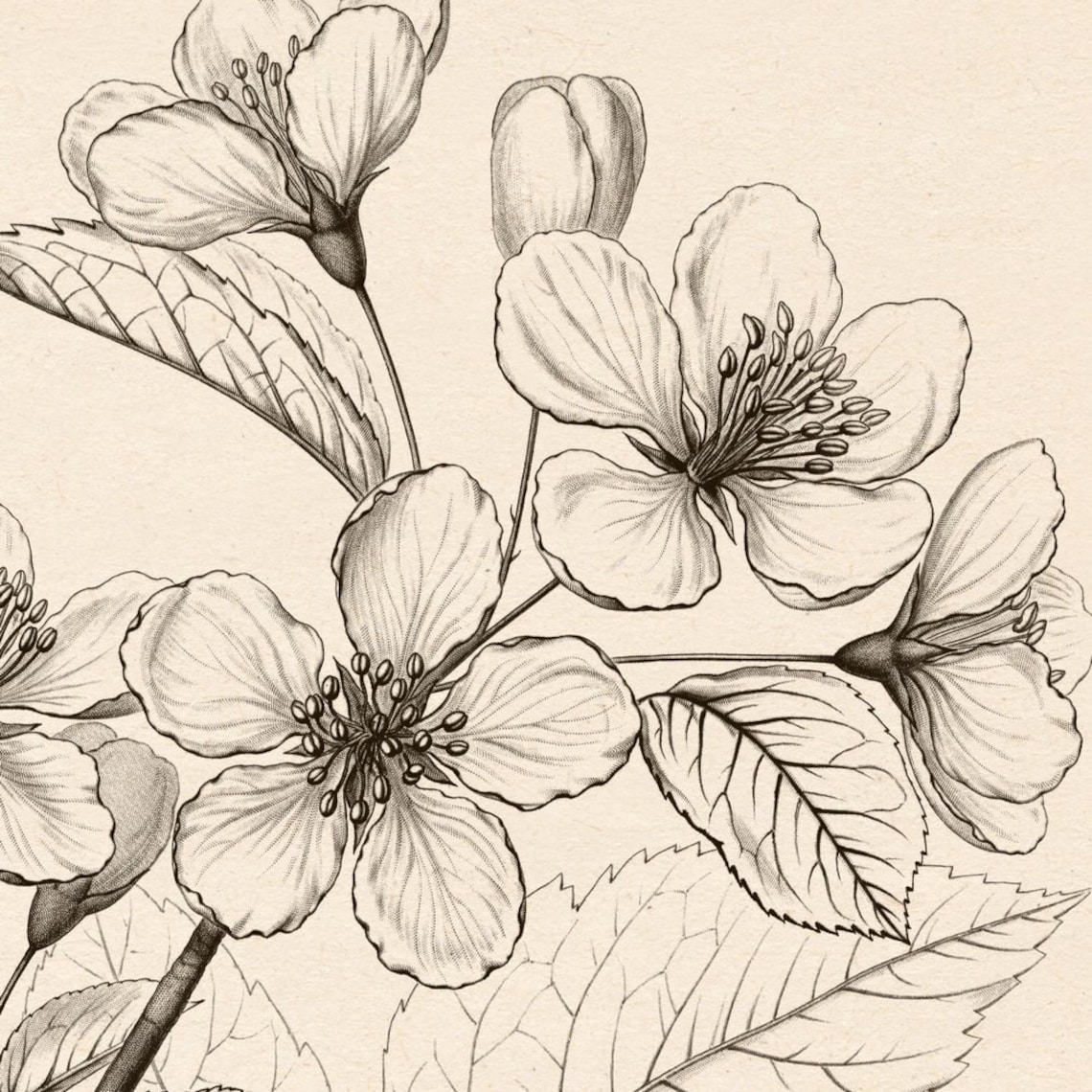 Set of 2 prints Large botanical prints Print set Wall art Etsy