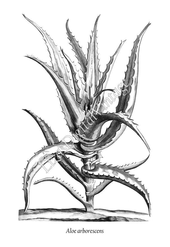 Black and White Prints Set of Prints Black and White Wall Etsy