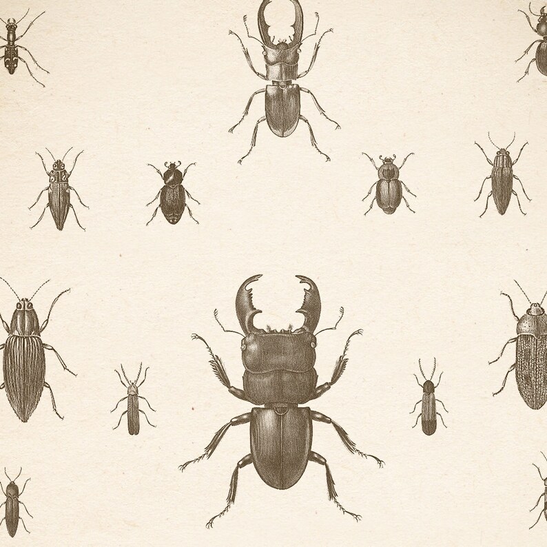 Vintage Beetle Print Beetle Illustration Beetle Art Print | Etsy