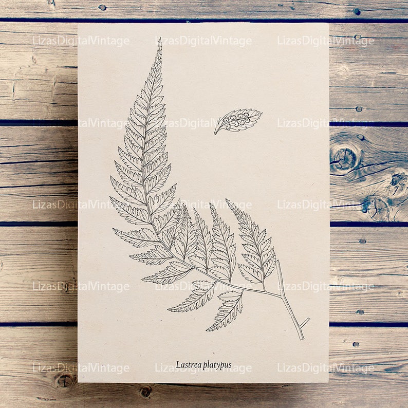 Fern print Printable fern image Botanical illustration Fern | Etsy