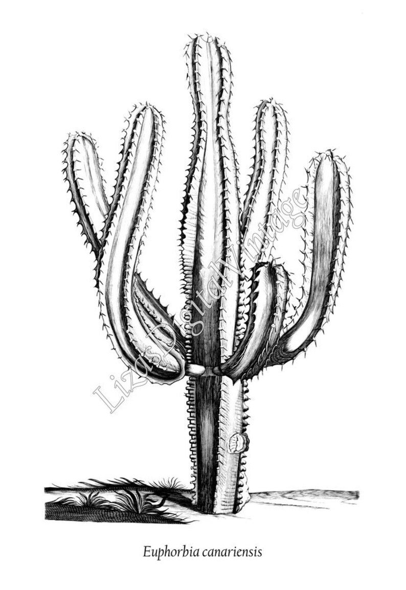 Black and White Prints Set of Prints Black and White Wall Etsy