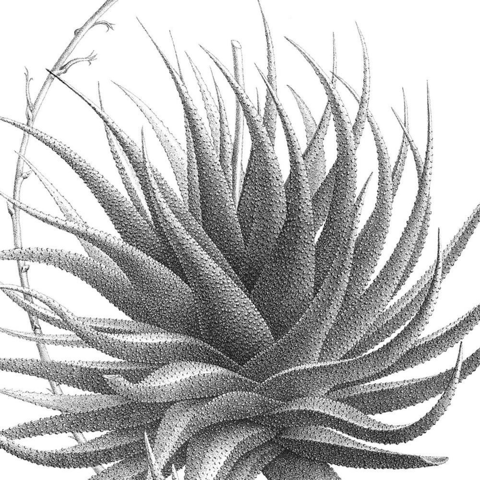 Succulent decor Black and white printable art Succulent art | Etsy