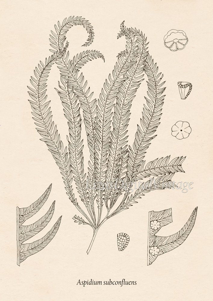 Set of 9 prints Printable art Fern botanical print Fern | Etsy