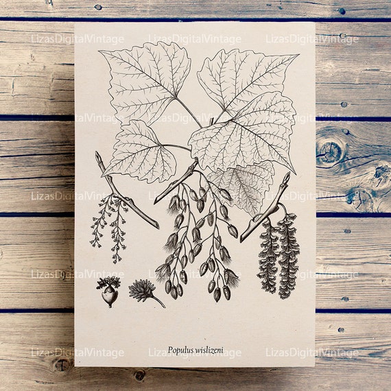 Tree Art Printable Images Digital Images Tree Illustration Etsy