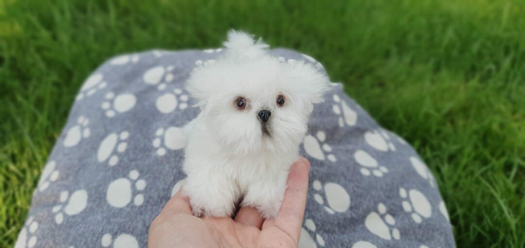 Pet Replica Stuffed Dog Realistic Sculpture 3dpet Memorial Miniature ...
