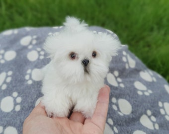 Pet Replica stuffed dog  Realistic Sculpture 3DPet memorial Miniature custom pet portrait Artist toy OOAK doll Shih Tzu puppy dog gift cute