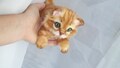 Ginger kitten Realistic plush red kitten Сustom portrait pet gift Cat art doll Soft sculpture pet Cat Miniature Stuffed kitten Scottish Fold