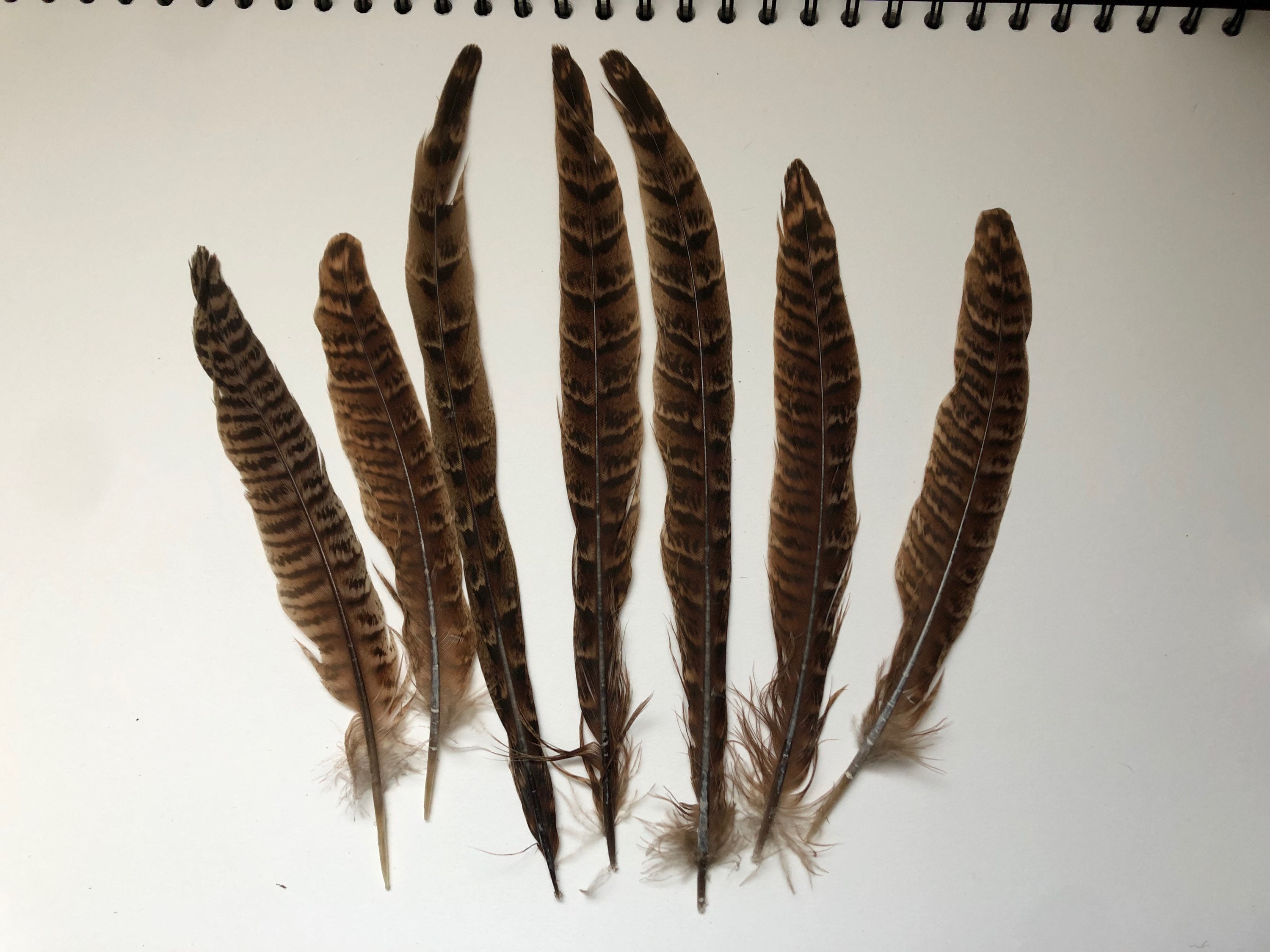 1725cm Hen Pheasant Feathers 7 10 Etsy