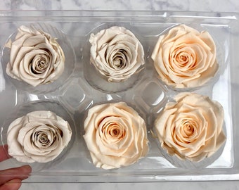 Custom Set of 3 Preserved Roses // Real roses that last up to one year! Cream or Light Gray Colored Roses