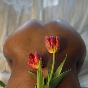 Tulips - Polaroid