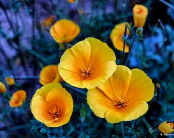 Vibrant Poppies Brighten the Day. Spring rains usher in bountiful wild flowers at at Bartlett Lake, Arizona.