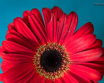 Vibrant Red Flower