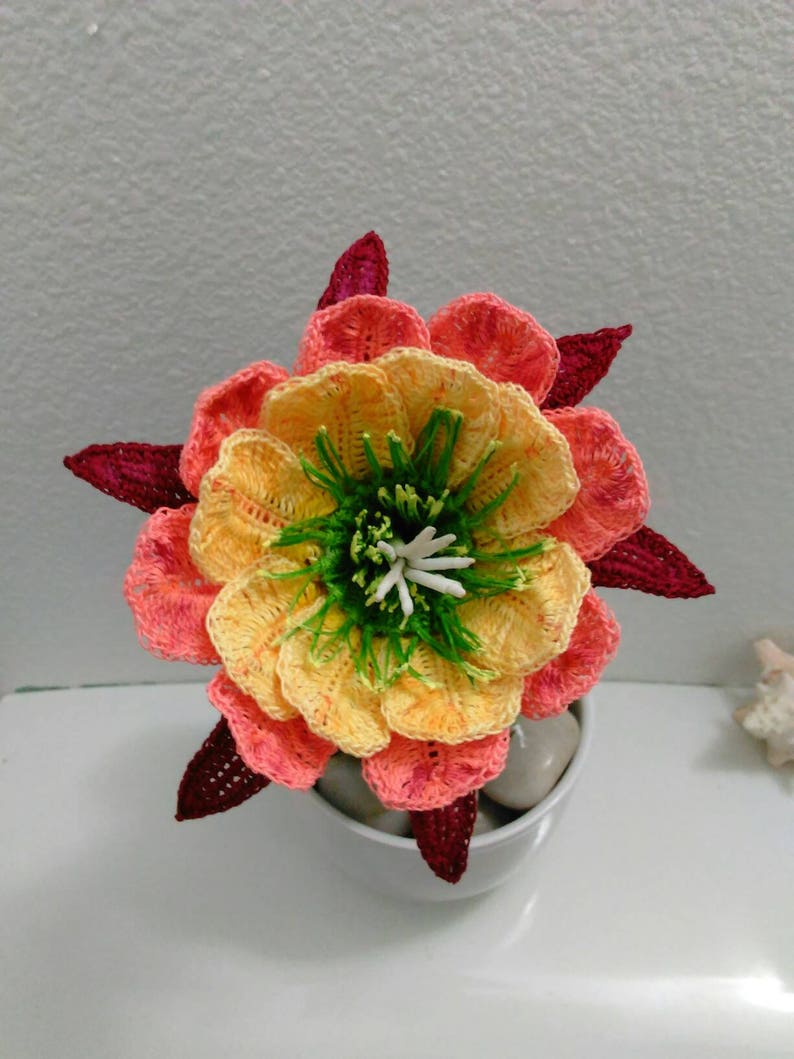 Apricot Glow Flowering Cactus