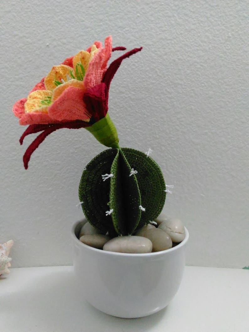 Apricot Glow Flowering Cactus