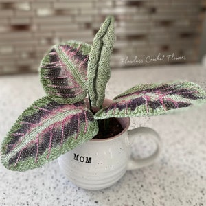 Crochet Prayer Plant, Silver Band Crochet Plant, Crochet Plant Pattern