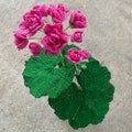 Crochet Rosebud Pelargonium, Wholesale Crochet Flowers product logo