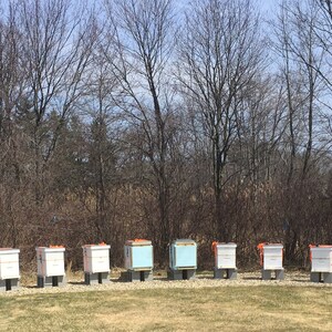 Puede incluir: Una fila de diez colmenas blancas con correas naranjas, sentadas sobre bloques de hormig&oacute;n en un campo de hierba. Las colmenas est&aacute;n frente a una l&iacute;nea de &aacute;rboles desnudos.