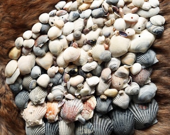 Craft Sea Shells