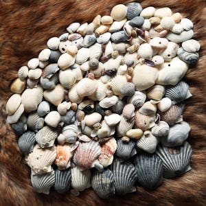 Craft Sea Shells
