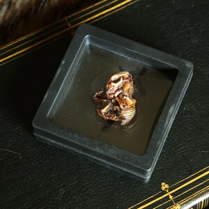 Mummified Rabbit Mummified Fetal Rabbits - Shadow Box - Etsy