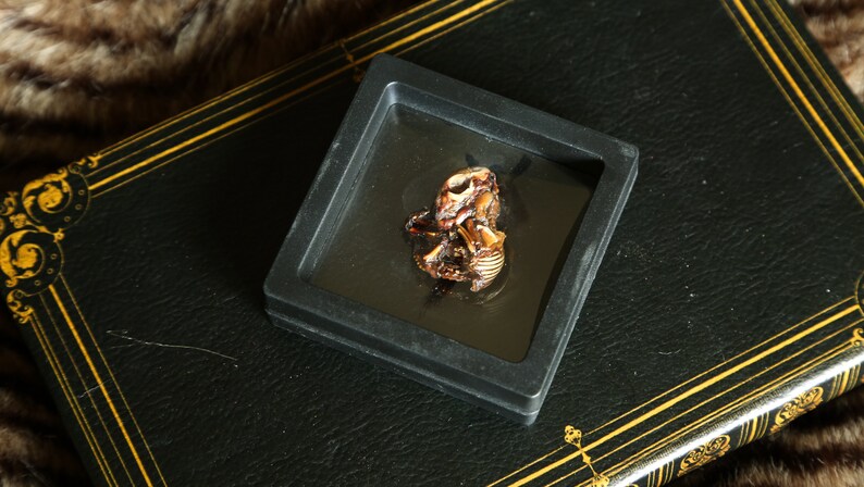 Mummified Rabbit Mummified Fetal Rabbits - Shadow Box - Etsy