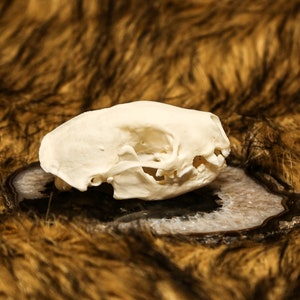 Real Complete Skunk Skull - Etsy