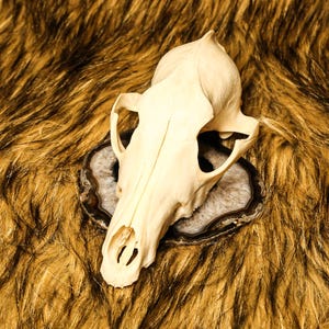 Complete Coyote Skull - Craft