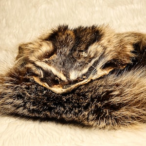 Raccoon Pelt - Craft Grade