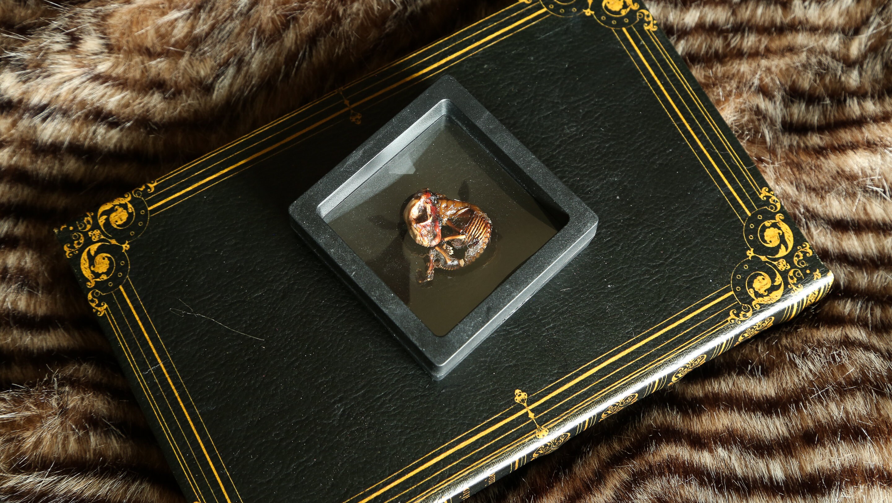 Mummified Rabbit Mummified Fetal Rabbits - Shadow Box - Etsy