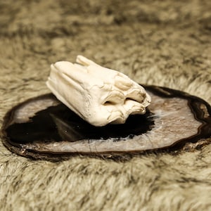 Real Horse Tooth
