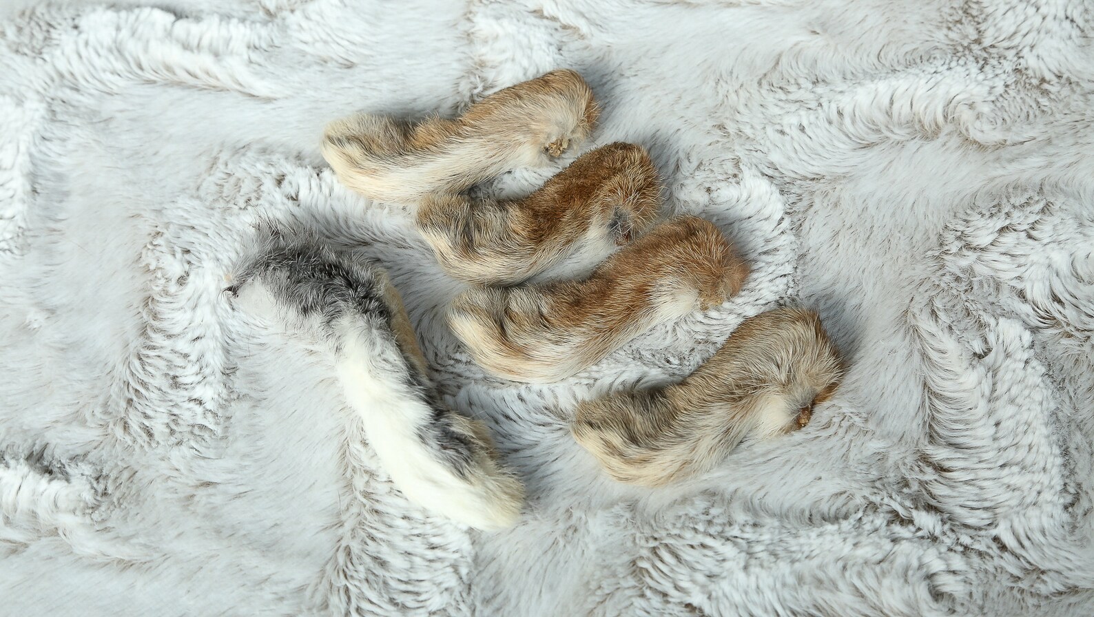 Real Dry Preserved Craft Rabbit Feet - Etsy