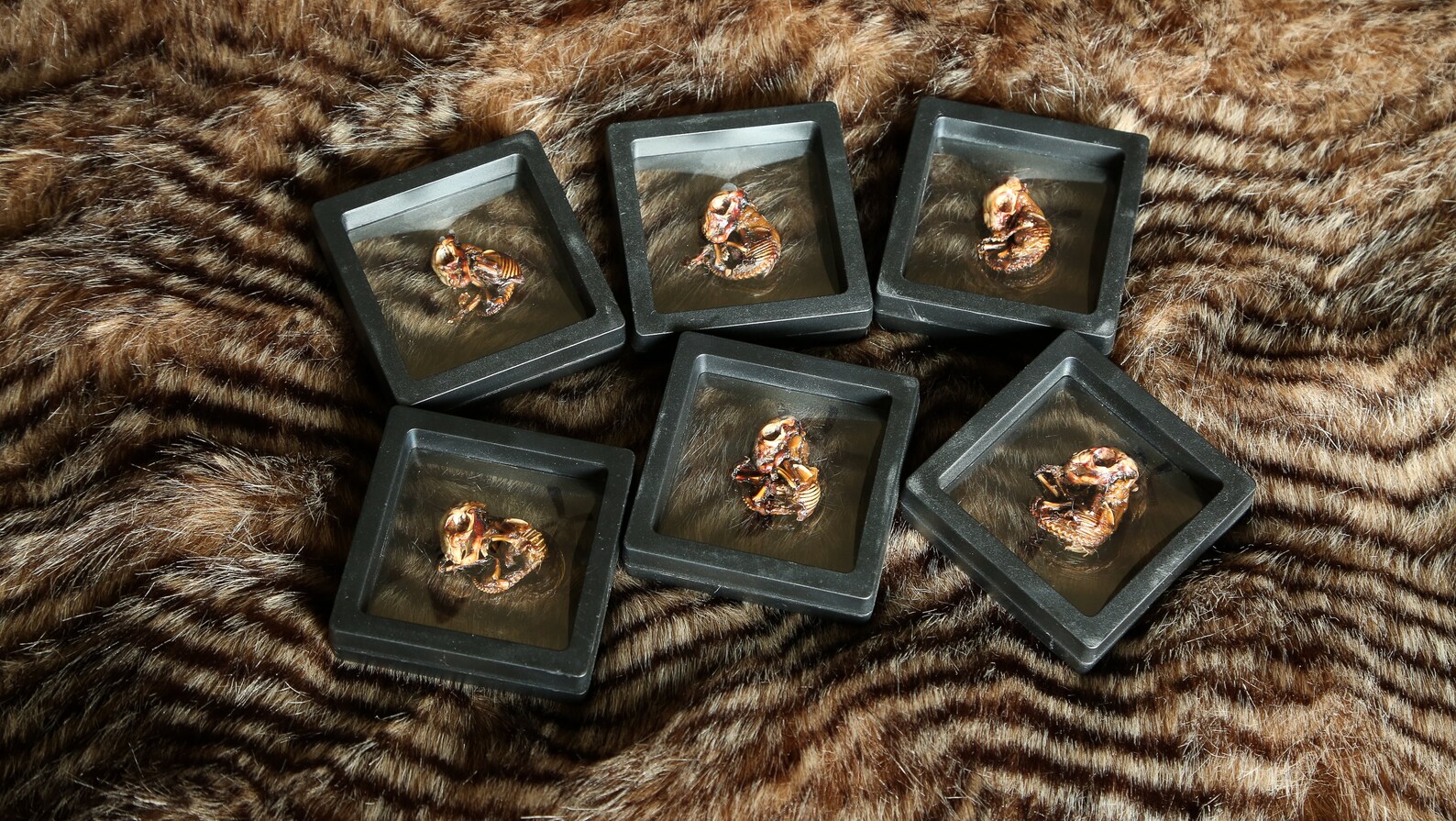 Mummified Rabbit Mummified Fetal Rabbits - Shadow Box - Etsy