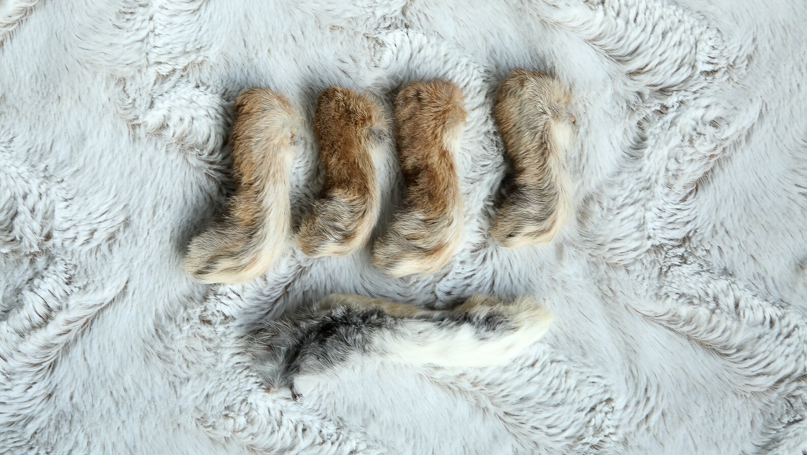 Real Dry- Preserved Craft Rabbit Feet - Etsy