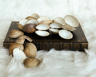 Clam Shells