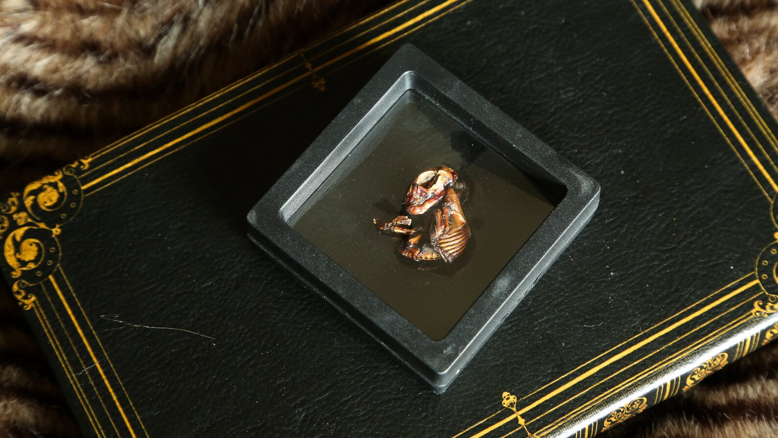Mummified Rabbit Mummified Fetal Rabbits - Shadow Box - Etsy